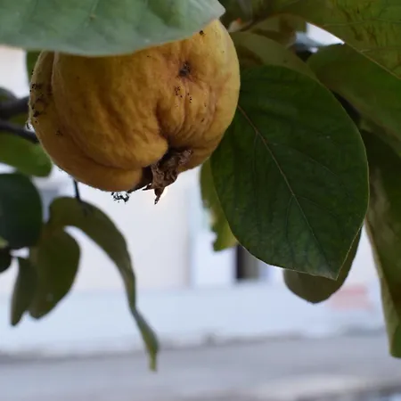 Traditional In Nature *