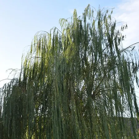 Lejlighed Traditional In Nature